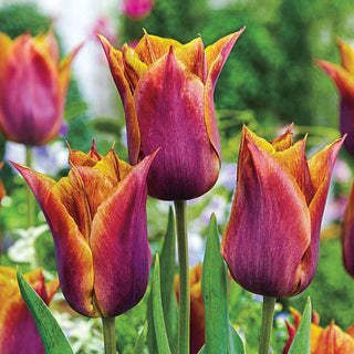 Request Tulip Seeds